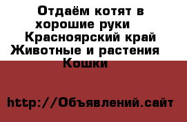 Отдаём котят в хорошие руки  - Красноярский край Животные и растения » Кошки   
